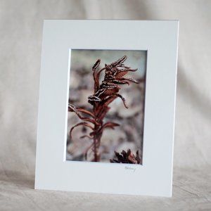 "Frozen Fern" 5x7 Photography Print